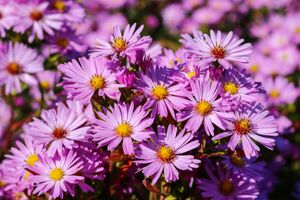 Aster