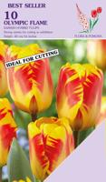 Tulp olympic flame 10 bollen Tulp olympic flame 10 bollen