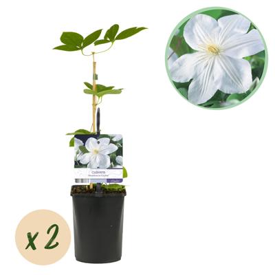 Green boutiQ - Klimplant - Clematis Madame Le Coultre - bloem wit - Weinig onderhoud -2 planten - Pot 11cm Hoogte 40cm