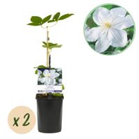 Green boutiQ - Klimplant - Clematis Madame Le Coultre - bloem wit - Weinig onderhoud -2 planten - Pot 11cm Hoogte 40cm