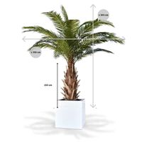 Phoenix Canarie kunstpalm XXL op voet 300cm