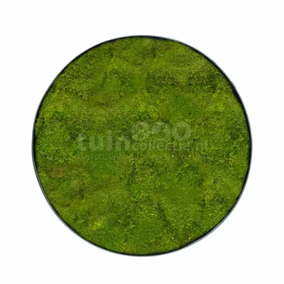 Mosschilderij Platmos Ø40cm
