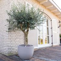 Olea Europaea Lorc - Olijfboom - P45 - thumbnail