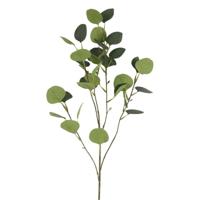 Kunsttak Eucalyptus
