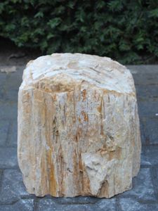 Versteend hout MA-03, 30 cm