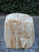 Versteend hout MA-03, 30 cm