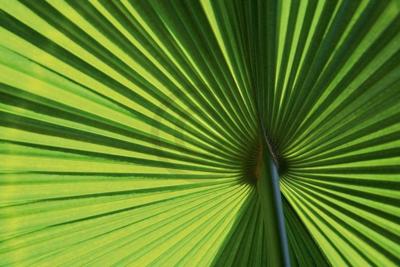 Kunstdruk Ortwin Klipp - Leaf 1 70x50cm