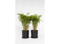 Bamboo Gansu - set van 2