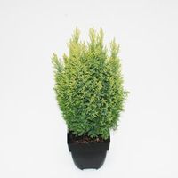 Schijncipres (Chamaecyparis lawsoniana "Ellwoodii Gold") conifeer - thumbnail