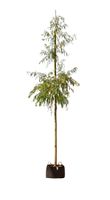 treurwilg Salix sepulcralis Chrysocoma h 325 cm st. omtrek 16 cm st. h 210 cm - Warentuin Natuurlijk