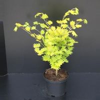Japanse esdoorn (Acer shirasawanum "Aureum") heester - 40-50 cm - 1 stuks - thumbnail