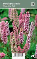 Vips Persicaria affinis Darjeeling Red - Duizendknoop