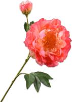 Kunsttak pioenroos zalm - 79 cm - Hortus