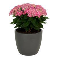 Floran bloempot/plantenpot Atmosphera - mat antraciet grijs - keramiek - D25 x H22 cm