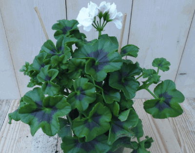 3 stuks! Hanggeranium Pelargonium peltatum wit Warentuin Natuurlijk - Warentuin natuurlijk