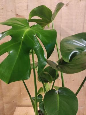 Monstera Deliciosa 70 cm hoog kamerplant - Warentuin natuurlijk