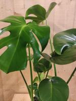 Monstera Deliciosa 70 cm hoog kamerplant - Warentuin natuurlijk