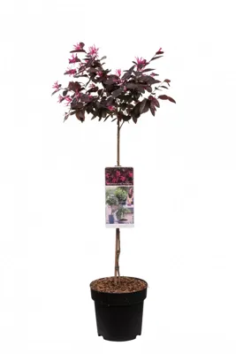 Chinese Franjeboom