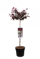 Chinese Franjeboom