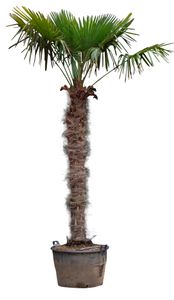 Chinese waaierpalm 210 cm stamhoogte Trachycarpus Fortunei 310 cm - Warentuin Natuurlijk
