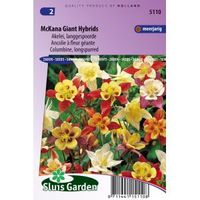Akelei langgespoorde bloemzaden - McKana Giant Hybrids - thumbnail