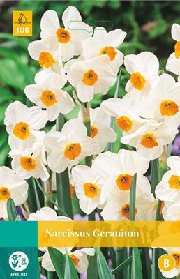Narcissus Geranium 4 bollen - Jub