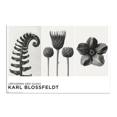 Poster Unformen Der Kunst By K Blossfeldt 61x91,5cm