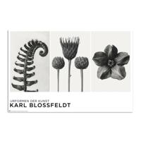 Poster Unformen Der Kunst By K Blossfeldt 61x91,5cm