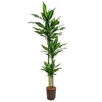 Dracaena cintho natal hydrocultuur plant - thumbnail