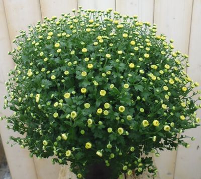 Chrysant Geel GROOT - Warentuin natuurlijk