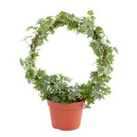 Hedera Variegated (boog bont) P 13 cm