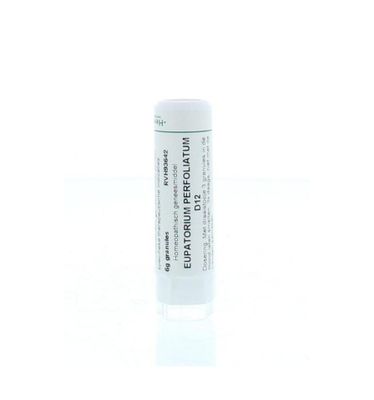 Eupatorium perfoliatum D12