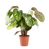 Calathea Flamestar (Pauwenplant) P 19 cm
