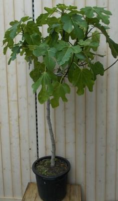Vijg stamboom 150 cm 70 cm stam Ficus Warentuin Natuurlijk - Warentuin natuurlijk Vijg stamboom 150 cm 70 cm stam Ficus Warentuin Natuurlijk - Warentuin natuurlijk