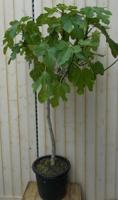 Vijg stamboom 150 cm 70 cm stam Ficus Warentuin Natuurlijk - Warentuin natuurlijk