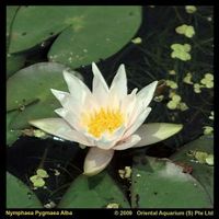 Witte dwergwaterlelie (Nymphaea pygmea alba) waterlelie - 6 stuks - thumbnail