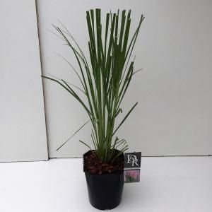 Pampasgras (Cortaderia selloana "Rosea") siergras - In 5 liter pot - 1 stuks