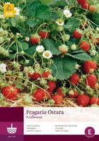 Fragaria ostara 5st bloembol zomer Aardbei JUB - Jub