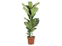 XL Ficus Lyrata 'Fiddle Leaf plant' - thumbnail