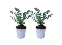 Eucalyptus Baby Blue 'S' - set van 2 Eucalyptus Baby Blue 'S' - set van 2
