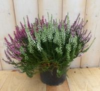 Hei mixpot roze/wit - Warentuin natuurlijk
