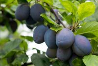 Leipruimenboom - thumbnail