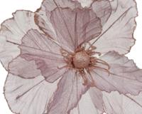 Papaver polyester d27h10 cm a3 kerst Everlands - Everlands