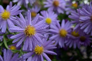 Grootbladige aster