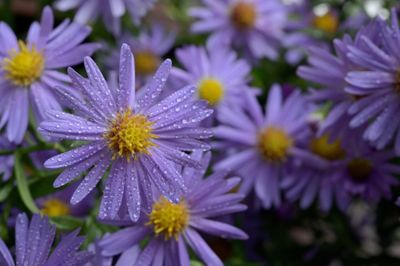 Grootbladige aster