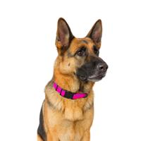 Jack and Vanilla Hondenhalsband - Nylon - Kliksluiting - Roze - 65 cm