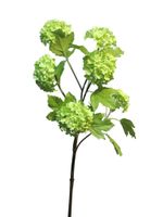 Viburnum Roseum x6 green 60cm