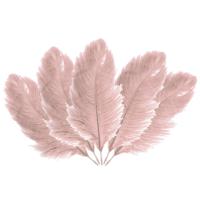 Struisvogelveren/sierveren - 5x - oud roze - 20-25 cm - decoratie/hobbymateriaal - thumbnail