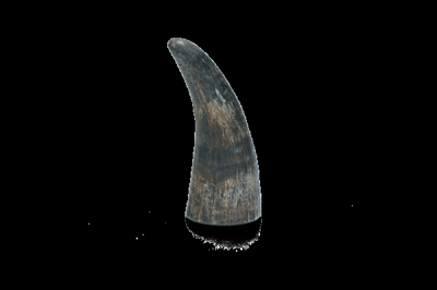 Viking Whole Horn M