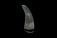 Viking Whole Horn M